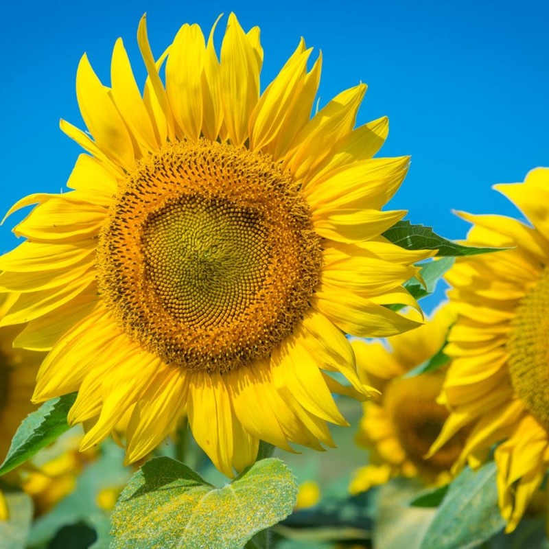 Lecitina de girasol